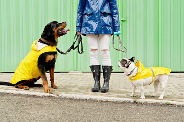 Front view of two dogs with leash in green background. Horizontal low angle view of unrecognizable woman with rottweiler and bulldog wearing raincoat isolated on sidewalk. Animals concept.