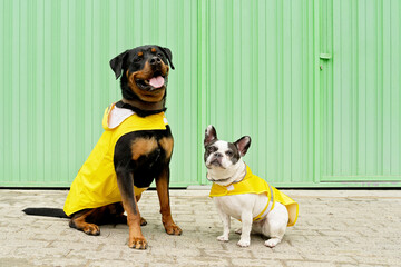 Front view of two dogs with raincoat in green background. Horizontal low angle view of rottweiler and french bulldog wearing yellow raincoat isolated on sidewalk. Animals concept.