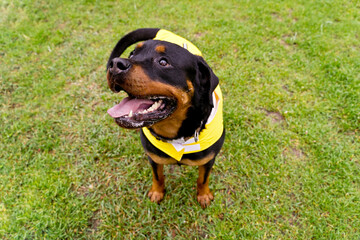 Top view of angry dog with raincoat in the park. Horizontal high angle view of rottweiler barking...