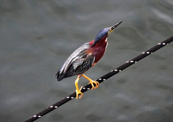 Green heron on a rope