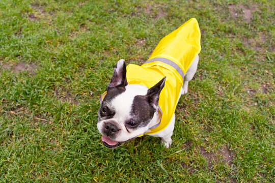 Top View Of Dog With Raincoat In The Park. Horizontal High Angle View Of French Bulldog Wearing Yellow Raincoat Isolated On Green Background. Animals Concept.