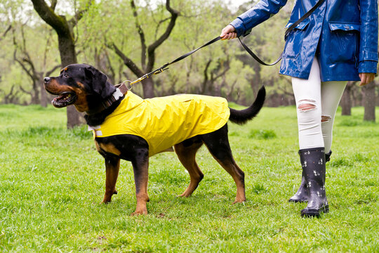 Rottweiler raincoat best sale