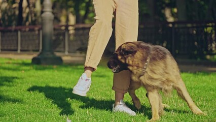 Active german shepherd dog walking between trainer's legs, pet training school