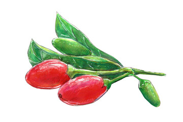Watercolor illustration with goji berries. Isolated picture on a white background.