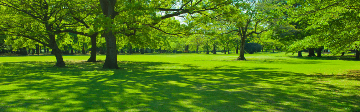 banner image of green garden