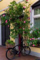 Fototapeta na wymiar Osnabruck, Germany, July 5, 2021. Street architecture in Osnabruck, third largest city in state of Lower Saxony. Bicycle standing by bush of blooming roses