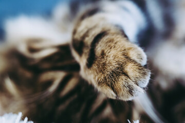 Close un sur la patte douce d'un chaton tigré en train de dormir