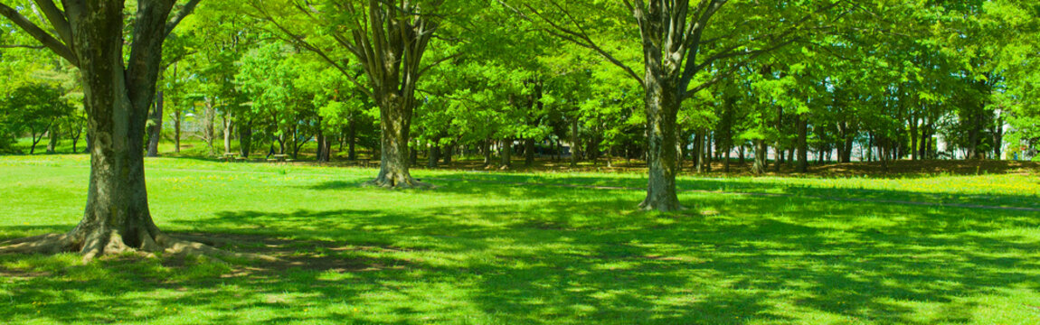 banner image of green garden