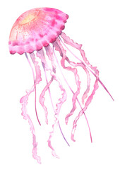Obraz na płótnie Canvas Floating pink jellyfish, hand-drawn watercolor illustration isolated on white background.