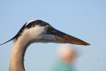 Great Blue Herrings On Navarre Beach Pier Florida. 