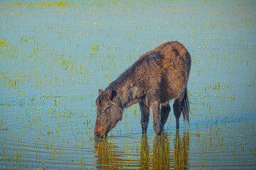 cavalli sulla giara - Sardegna