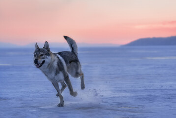 Portrait of a crossbreed dog and wolf running on frozen lake at sunset. Mountans on background. Beautiful natural background.