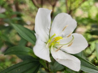 Obraz na płótnie Canvas White flower of Melastoma species