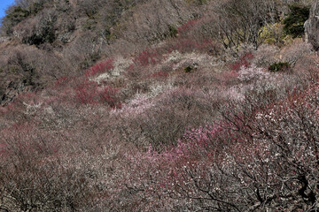 春の香り、梅咲きほこる湯河原梅林
