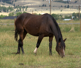 Bucking Horse mare grazes in a field before her evening rodeo performance.