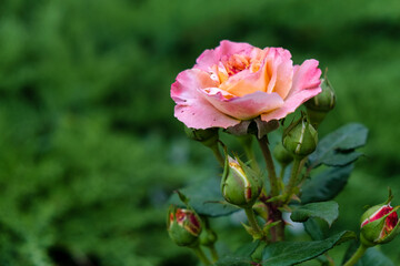 pink rose in garden