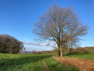 tree in the field