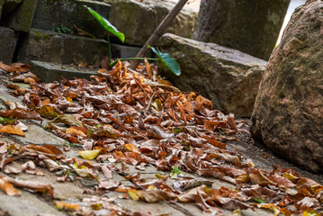 Stone buildings and fallen leaves in the ancient village