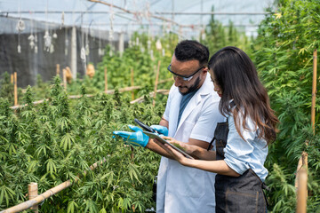 Two scientists using magnifying glass checking cannabis plant for research in a greenhouse....