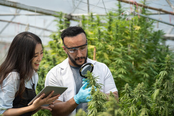 Two scientists using magnifying glass checking cannabis plant for research in a greenhouse. Alternative medicine. Growing organic cannabis herb on the farm. Marijuana for alternative medical concept.