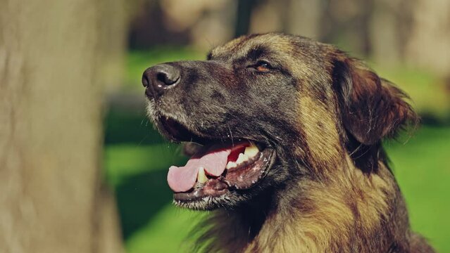 Police german shepherd dog loudly barking, feeling danger, special dog training