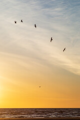 Birds in flight at sunset off the Merseyside coast