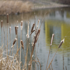 reed bed