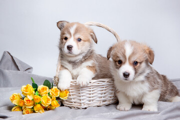 a group of cute welsh corgi puppies in a basket isolated on a white background