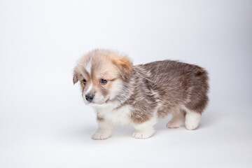 cute Welsh corgi puppy is isolated on a white isolated background. cute pets concept