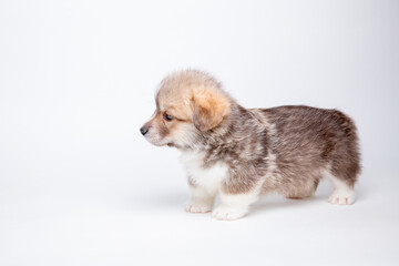 Obraz premium cute Welsh corgi puppy is isolated on a white isolated background. cute pets concept