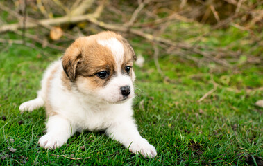 Little puppy on a background of green grass. He is one month old. Cute dog has a tricolor color.