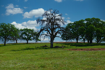 Fototapeta na wymiar Lone dead oak tree in grove of trees