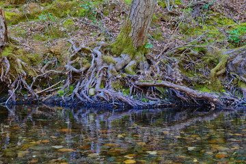 Fototapeta na wymiar Tree roots exposed next to a calm creek