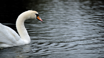 Swan