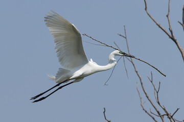 巣材を持ち帰るダイサギ