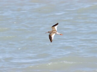Rotschenkel (Tringa totanus)