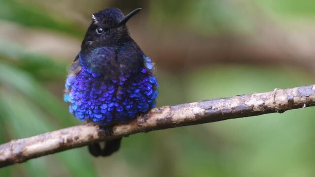 Velvet-purple Coronet (boissonneaua jardini). Hummingbird resting on a small branch in the Choc&oacute; tropical rainforest.