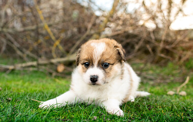 Little puppy on a background of green grass. He is one month old. Cute dog has a tricolor color.