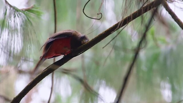 Collared trogon (Trogon collaris). Beautiful bird wiping its beak with a branch and looking curiously around
