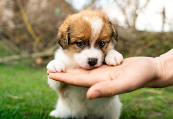 Little puppy on a background of green grass. He has a month. Male hand holds the paws of a young puppy