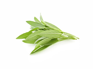 Fototapeta premium Sage herb isolated on white background