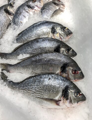 dorado sea fish in ice cold delicious to eat