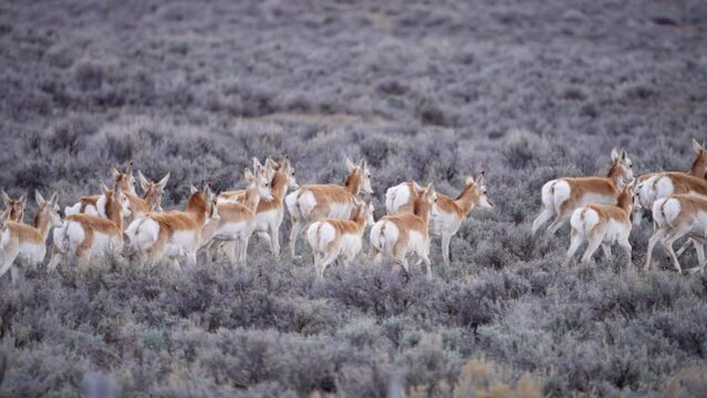 Herd of Pronghorn Antelope running in slow motion through sage brush in Wyoming.