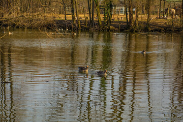 A ducks swimming a lake in a nature reserve in Udine province, Friuli-Venezia Giulia, north east Italy
