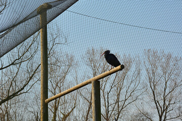 Obraz premium A Hermit Ibis in an enclosure in a nature reserve in Udine province, Friuli-Venezia Giulia, north east Italy 