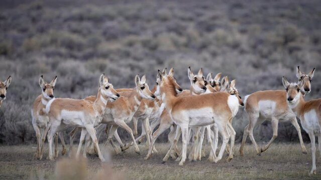 Herd of Pronghorn Antelope starting to run through the sage brush in the Wyoming wilderness.
