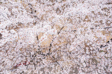 Park with blossoming cherry trees aerial view, top view.
