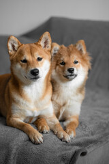 Japanese Shiba Inu dogs Mom and daughter shiba inu dogs lie on the sofa. Cute dog