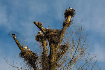 Adult White Storks, Ciconia Ciconia, nesting in a nature reserve in Udine province, Friuli-Venezia Giulia, north east Italy
