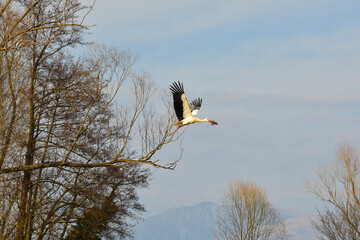 An adult white stork, Ciconia Ciconia, in a nature reserve in Udine province, Friuli-Venezia Giulia, north east Italy
